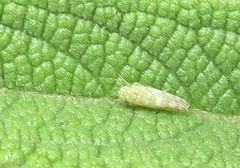 Eupteryx decemnotata