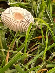 Parasola plicatilis