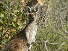 Macropus fuliginosus