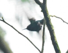 Chlorostilbon melanorhynchus