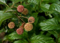 Cephalanthus occidentalis