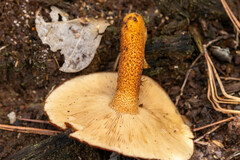 Flammulaster erinaceellus