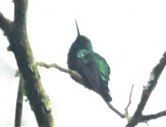 Chlorostilbon melanorhynchus