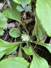 Antennaria plantaginifolia