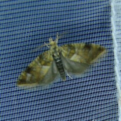 Pseudargyrotoza conwagana