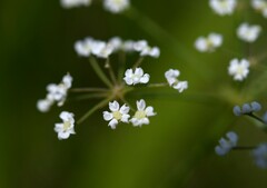 Tiedemannia canbyi