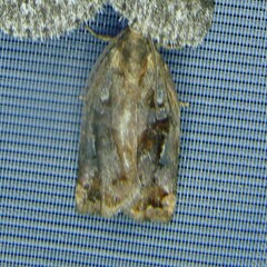 Archips oporana