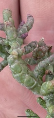 Salicornia rubra