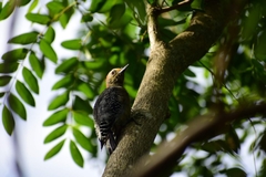 Melanerpes aurifrons