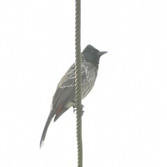 Pycnonotus cafer