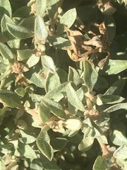 Atriplex semibaccata