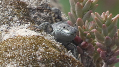 Podarcis guadarramae