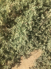 Atriplex semibaccata