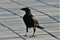 Corvus frugilegus