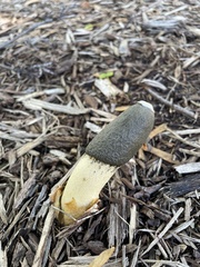 Phallus ravenelii