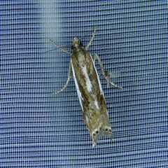 Crambus alienellus