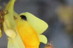 Brassicogethes aeneus