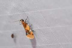 Epicallima argenticinctella