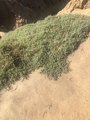 Atriplex semibaccata