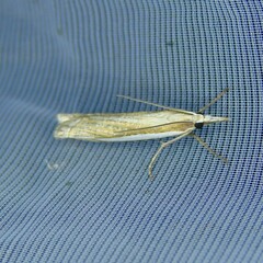 Crambus pascuella