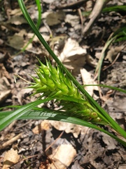 Carex lupulina