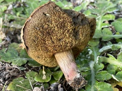 Xerocomellus salicicola