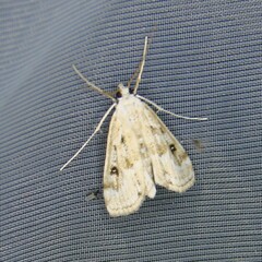 Parapoynx stratiotata