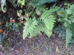 Dryopteris expansa