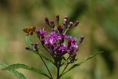 Vernonia gigantea