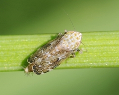 Errastunus ocellaris