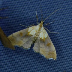 Agrotera nemoralis