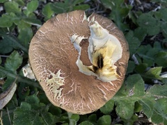 Xerocomellus salicicola