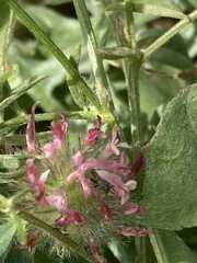 Trifolium hirtum