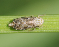 Errastunus ocellaris