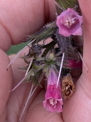 Symphytum × uplandicum