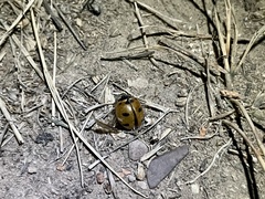 Coccinella transversoguttata