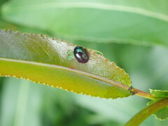 Plagiodera versicolora