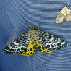 Arichanna melanaria