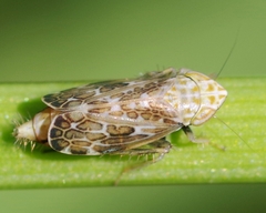 Errastunus ocellaris