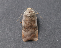 Noctua janthe