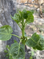 Populus fremontii