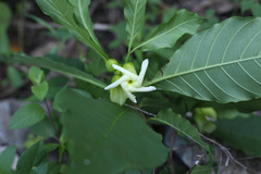 Tabernaemontana ochoterenae