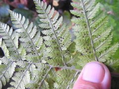 Dryopteris expansa
