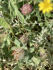 Trifolium hirtum