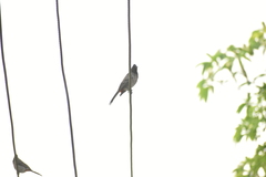 Pycnonotus cafer