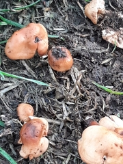 Fungi