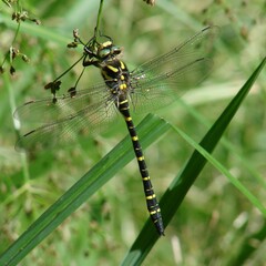 Cordulegaster boltonii