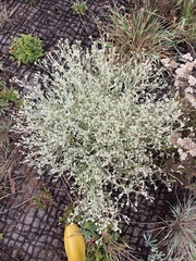 Pseudognaphalium thermale