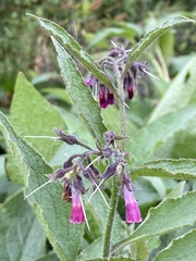 Symphytum × uplandicum