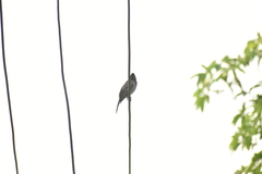 Pycnonotus cafer